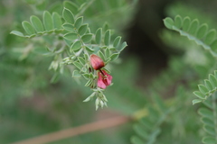 Indigofera mysorensis